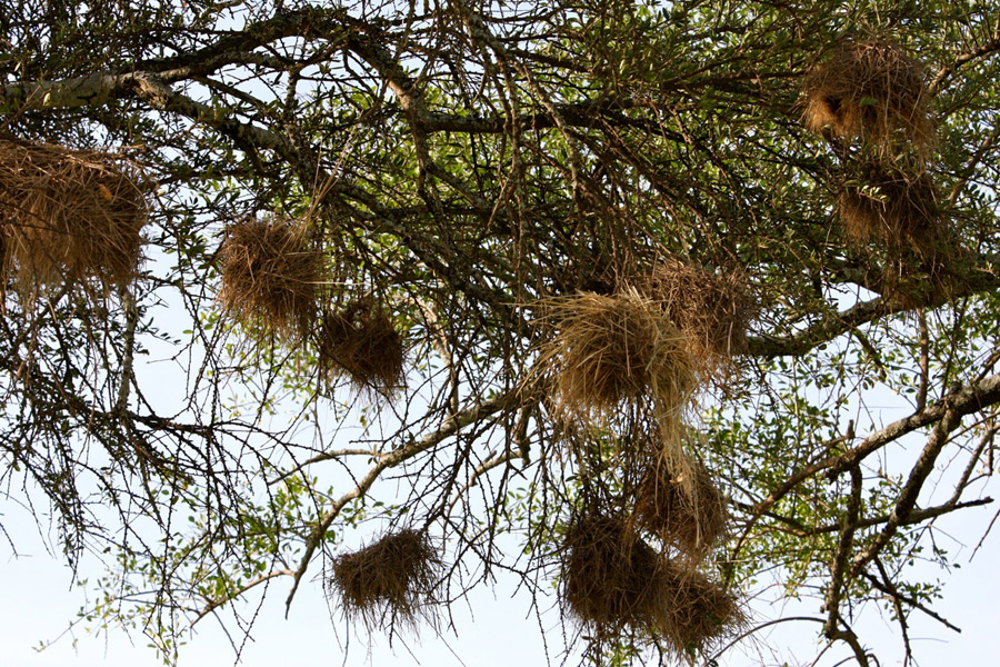Weaver nests