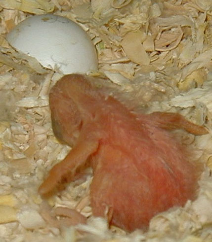 Galah Baby Hatched