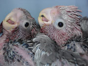 Rose breasted Cockatoos